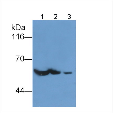 Calcium/Calmodulin Dependent Protein Kinase II Alpha (CAMK2a) Rat Polyclonal Antibody