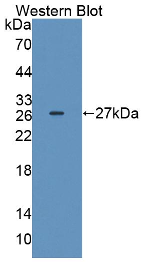 Interleukin 17D (IL17D) Rat Polyclonal Antibody