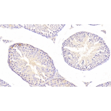 Interleukin 17C (IL17C) Mouse Polyclonal Antibody