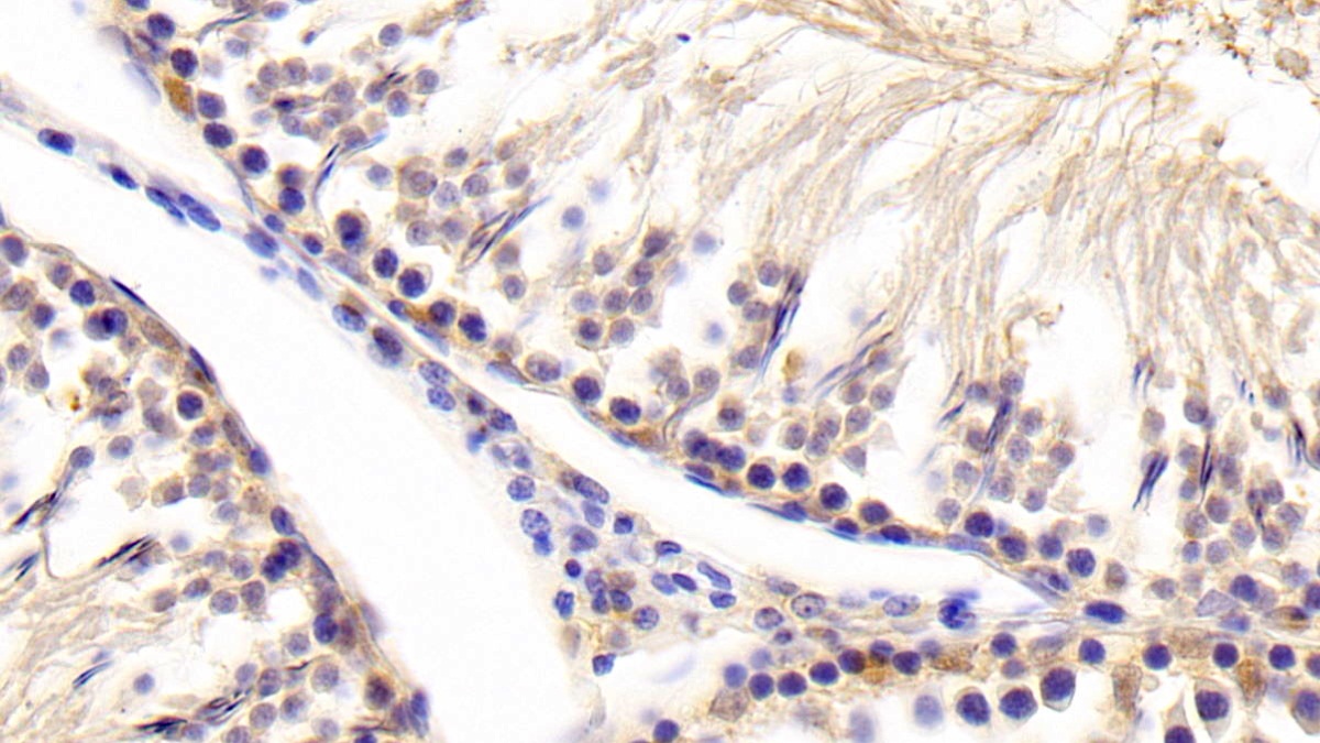 Interleukin 17C (IL17C) Rat Polyclonal Antibody