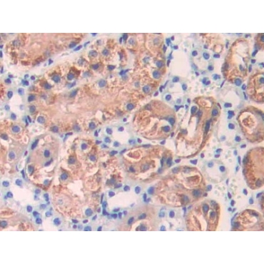 Interleukin 17 Receptor E (IL17RE) Mouse Polyclonal Antibody