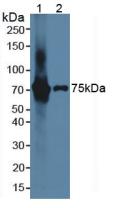 Interleukin 17 Receptor E (IL17RE) Rat Polyclonal Antibody