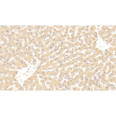 Interleukin 17 Receptor B (IL17RB) Human Polyclonal Antibody