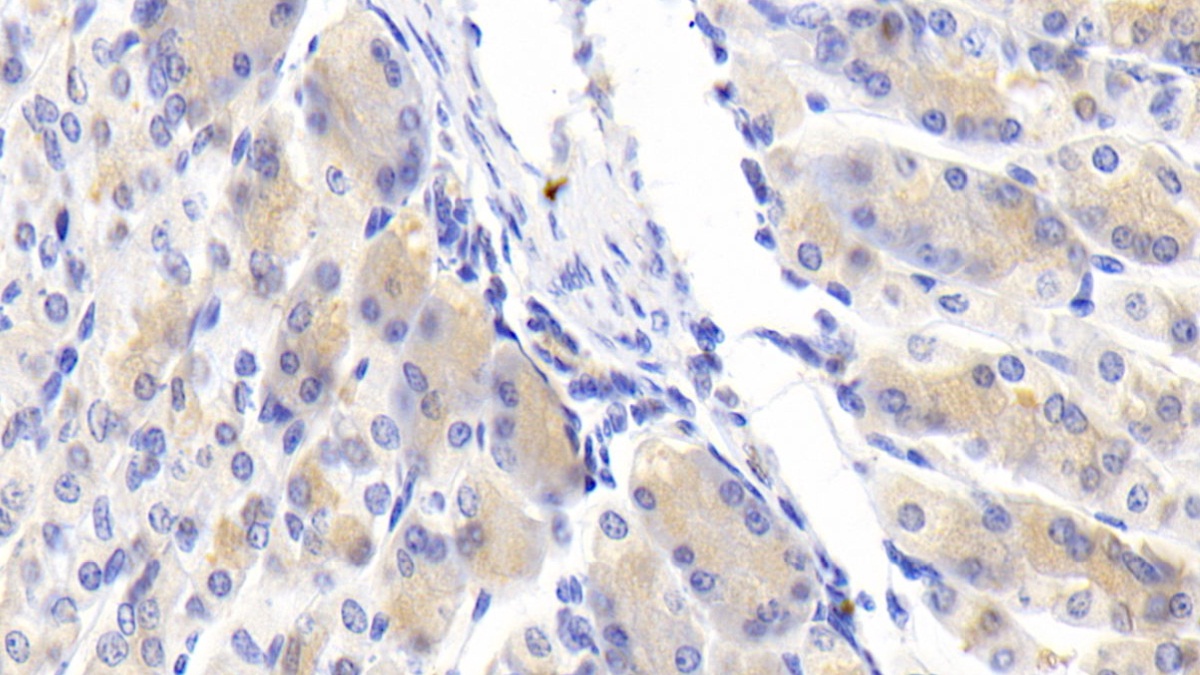 Slit Homolog 3 (Slit3) Mouse Polyclonal Antibody