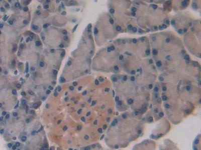 Slit Homolog 1 (Slit1) Rat Polyclonal Antibody