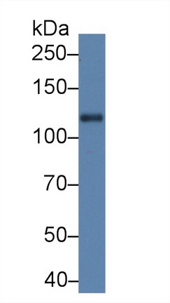 Slit Homolog 1 (Slit1) Rat Polyclonal Antibody