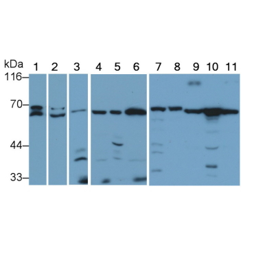 Protein Kinase, AMP Activated Alpha 2 (PRKAa2) Human Polyclonal Antibody