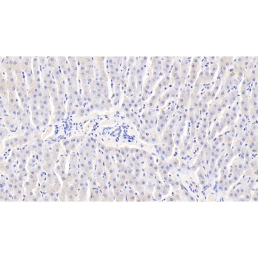 Thioredoxin 2, Mitochondrial (TXN2) Bovine (Cattle) Polyclonal Antibody