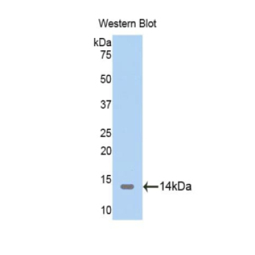 Thioredoxin 2, Mitochondrial (TXN2) Human Polyclonal Antibody
