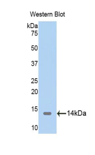 Thioredoxin 2, Mitochondrial (TXN2) Human Polyclonal Antibody