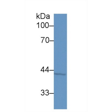Mammary Serine Protease Inhibitor (Maspin) Human Polyclonal Antibody