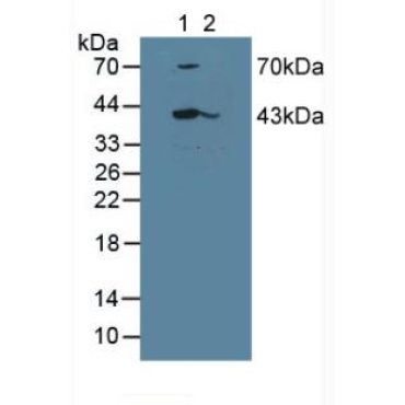 Leukocyte Elastase Inhibitor (LEI) Mouse Polyclonal Antibody