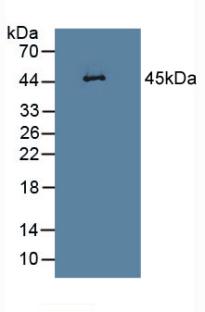 Leukocyte Elastase Inhibitor (LEI) Rat Polyclonal Antibody