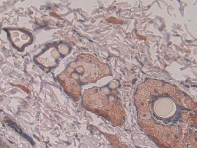 Pronociceptin (PNOC) Rat Polyclonal Antibody