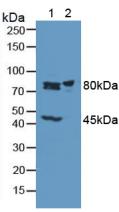 Phosphofructokinase, Muscle (PFKM) Rat Polyclonal Antibody