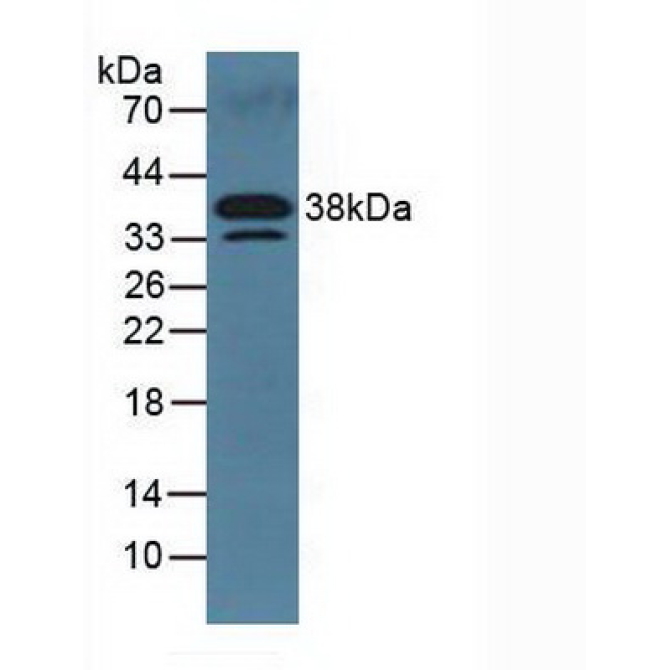 Dickkopf Related Protein 3 (DKK3) Mouse Polyclonal Antibody