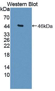 Dickkopf Related Protein 3 (DKK3) Rat Polyclonal Antibody