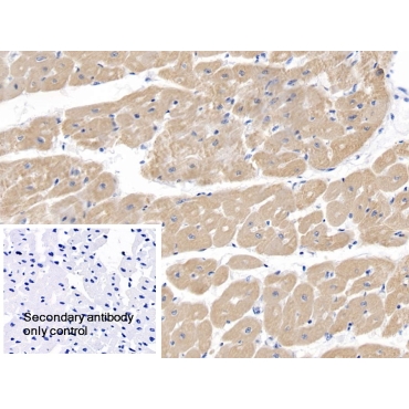 Myosin Heavy Chain 7, Cardiac Muscle, Beta (MYH7) Human Polyclonal Antibody
