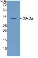 Myosin Heavy Chain 11, Smooth Muscle (MYH11) Rat Polyclonal Antibody