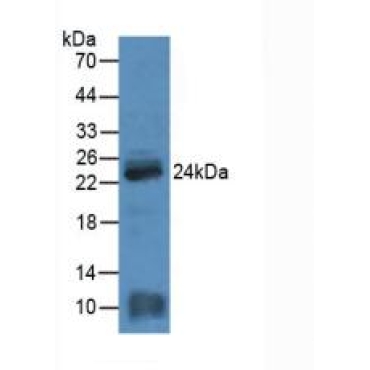 Myosin Light Chain 4, Alkali, Atrial, Embryonic (MYL4) Mouse Polyclonal Antibody
