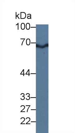 Myosin Light Chain Kinase 2 (MYLK2) Human Polyclonal Antibody