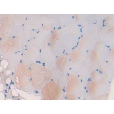 Myosin IB (MYO1B) Mouse Polyclonal Antibody