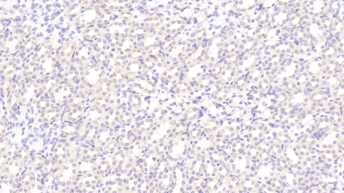 Myosin IC (MYO1C) Rat Polyclonal Antibody