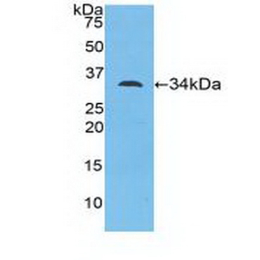 Myosin ID (MYO1D) Mouse Polyclonal Antibody