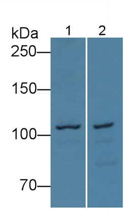 Myosin ID (MYO1D) Rat Polyclonal Antibody