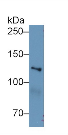 Myosin IE (MYO1E) Mouse Polyclonal Antibody