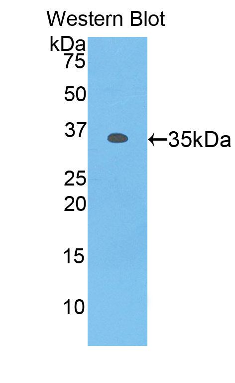 Myosin IF (MYO1F) Human Polyclonal Antibody