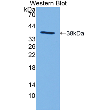 Myosin IF (MYO1F) Mouse Polyclonal Antibody