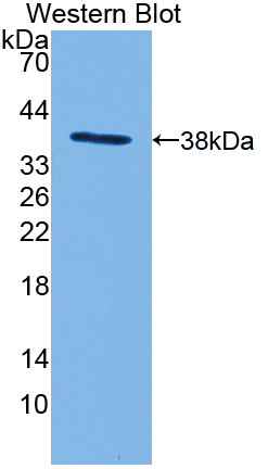 Myosin IF (MYO1F) Mouse Polyclonal Antibody