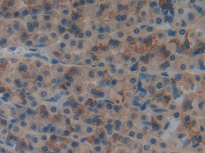 Myosin IF (MYO1F) Rat Polyclonal Antibody