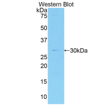 Myosin IG (MYO1G) Human Polyclonal Antibody