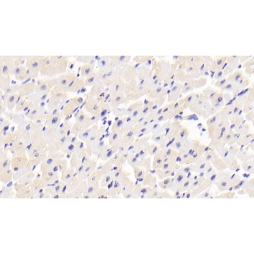 Myosin Light Chain 12B (MYL12B) Human Polyclonal Antibody