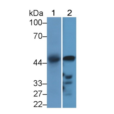 Pyruvate Dehydrogenase Kinase Isozyme 2 (PDK2) Mouse Polyclonal Antibody