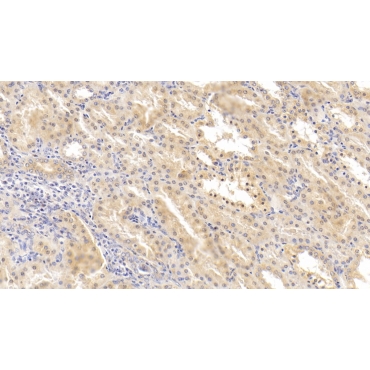 Hypoxia Inducible Factor 2 Alpha (HIF2a) Human Polyclonal Antibody