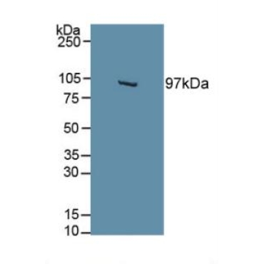 Hypoxia Inducible Factor 2 Alpha (HIF2a) Mouse Polyclonal Antibody