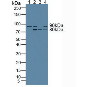 Aryl Hydrocarbon Receptor Nuclear Translocator (ARNT) Human Polyclonal Antibody