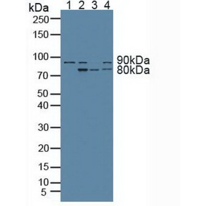 Aryl Hydrocarbon Receptor Nuclear Translocator (ARNT) Human Polyclonal Antibody