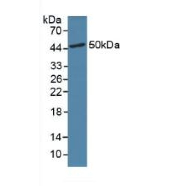 Glucagon Like Peptide 1 Receptor (GLP1R) Mouse Polyclonal Antibody