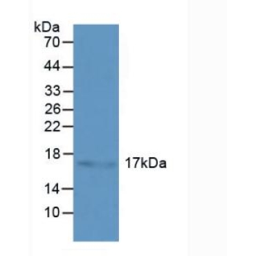 Heat Shock Protein Beta 3 (HSPb3) Human Polyclonal Antibody