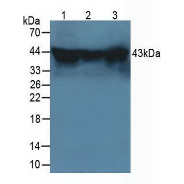 Heat Shock 70kDa Binding Protein 1 (HSPBP1) Mouse Polyclonal Antibody