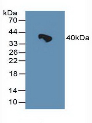 Heat Shock 70kDa Binding Protein 1 (HSPBP1) Rat Polyclonal Antibody