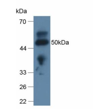 Apolipoprotein L2 (APOL2) Human Polyclonal Antibody
