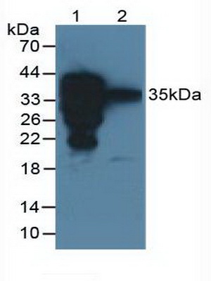 Surfactant Associated Protein A2 (SPA2) Rat Polyclonal Antibody