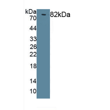 Heat Shock Protein 90kDa Alpha A1 (HSP90aA1) Mouse Polyclonal Antibody
