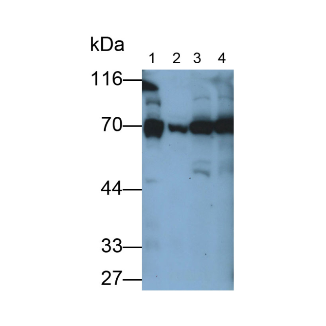 Heat Shock Protein 75kDa, Mitochondrial (HSP75) Human Polyclonal Antibody