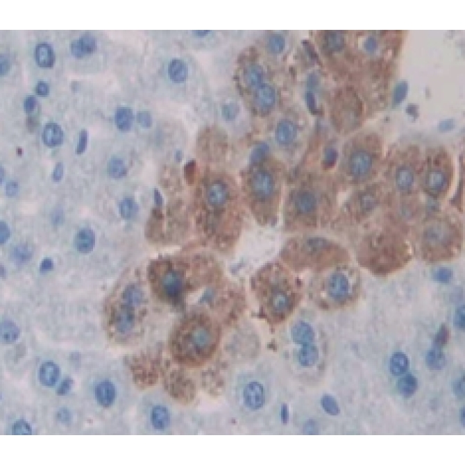 Amyloid Beta Precursor Protein Binding Protein A3 (APBA3) Mouse Polyclonal Antibody